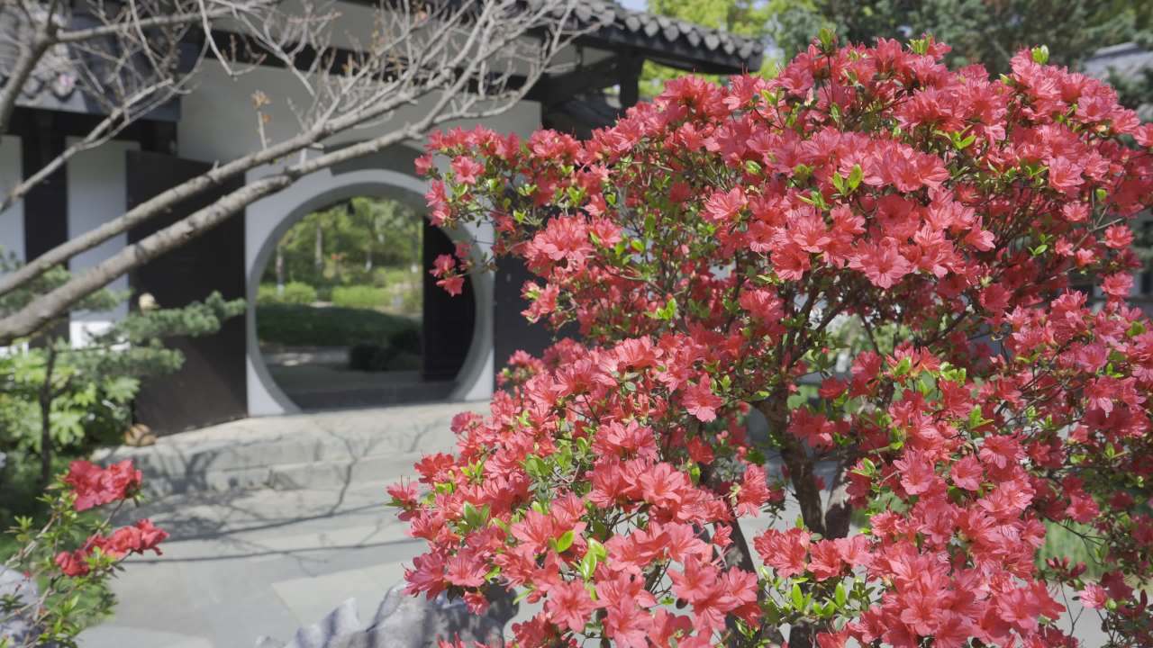 花园中的红花与传统建筑