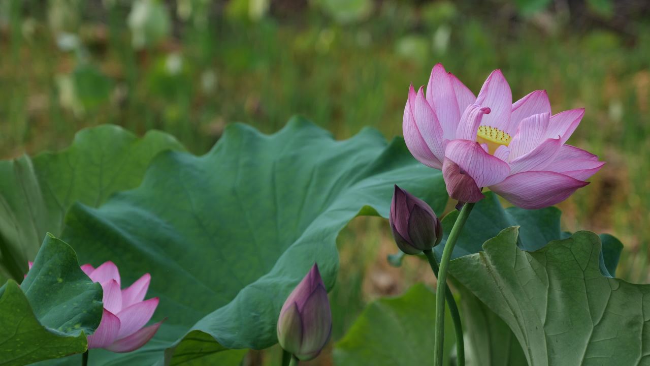 荷花 40