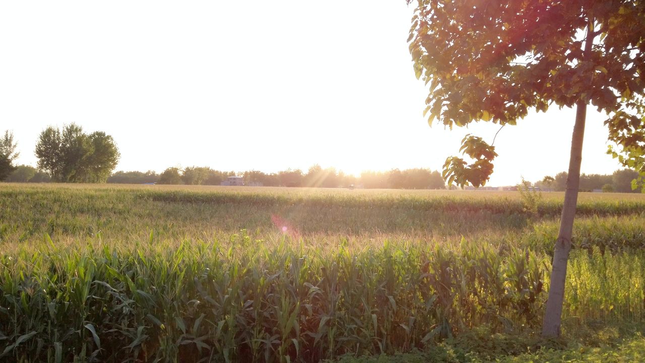 傍晚夕阳下的玉米地