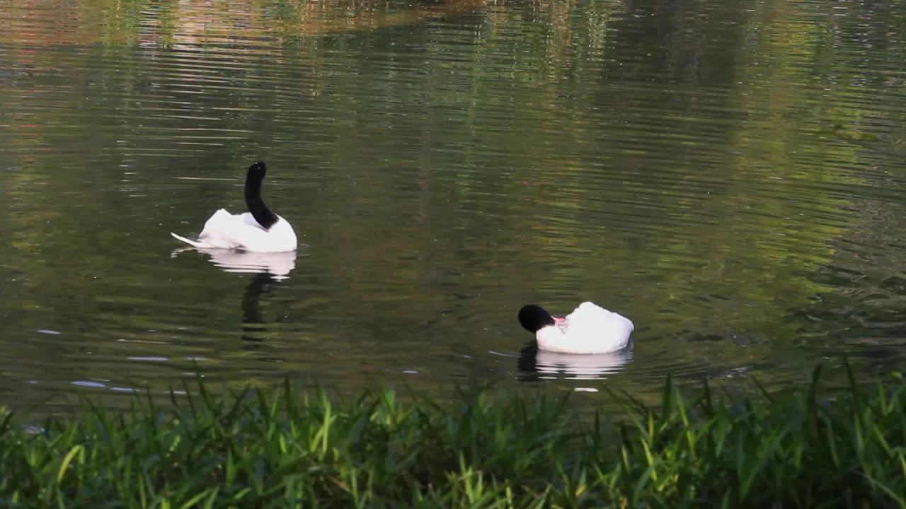 湖中整理羽毛的黑颈天鹅