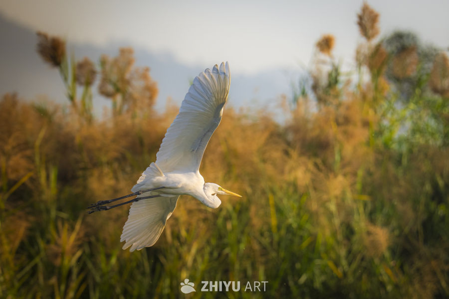白鹭飞舞芦苇间