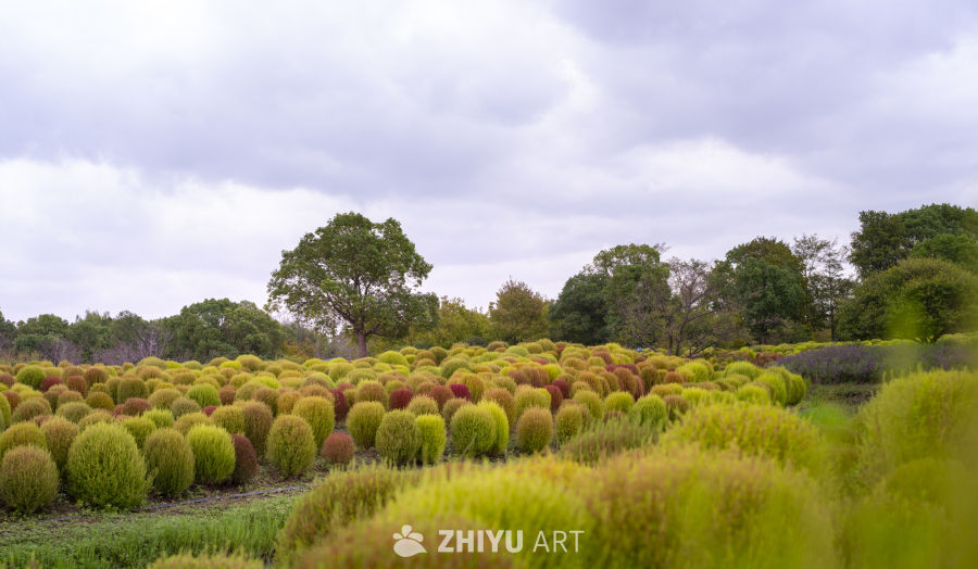 花海绿树云天图