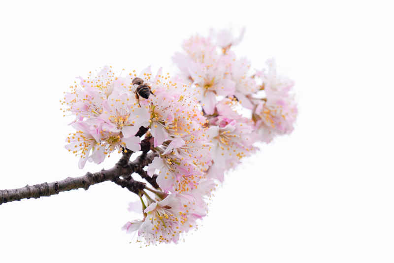 樱花季 15