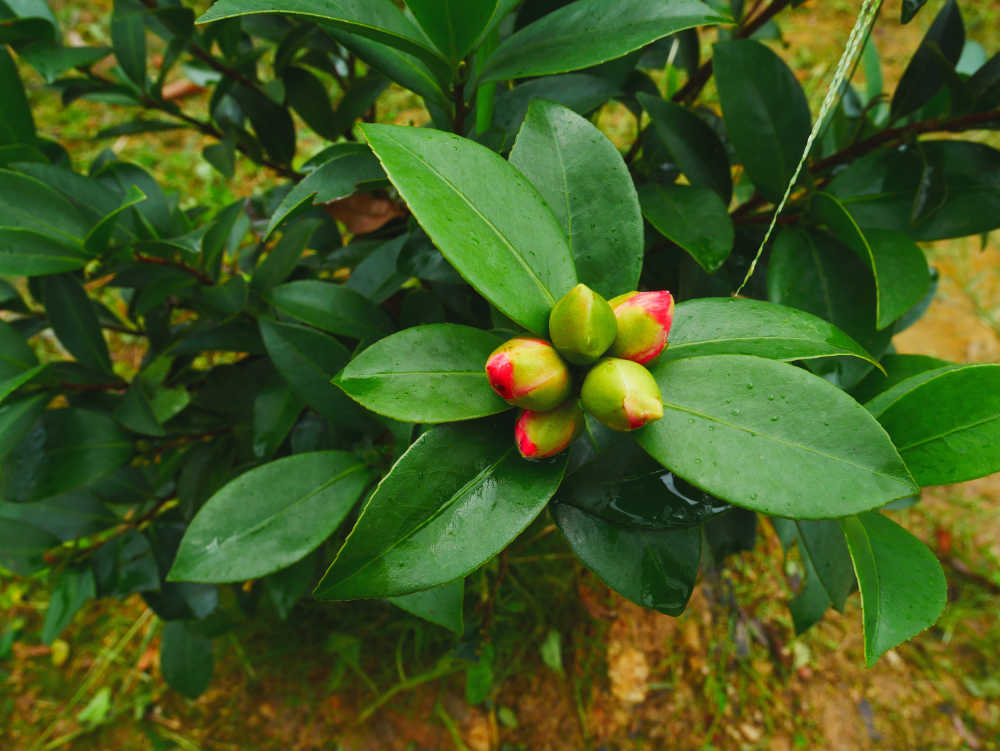 山茶含苞待放