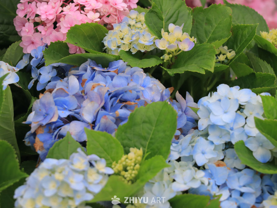 绚烂绣球花