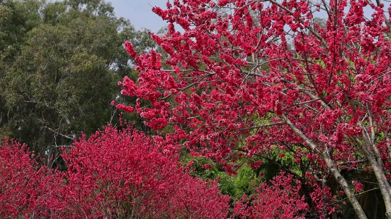 春暖花开桃花盛开 10