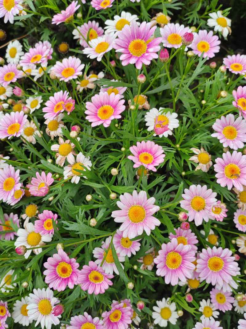 花花