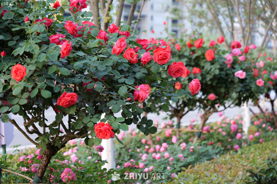 月季花 30