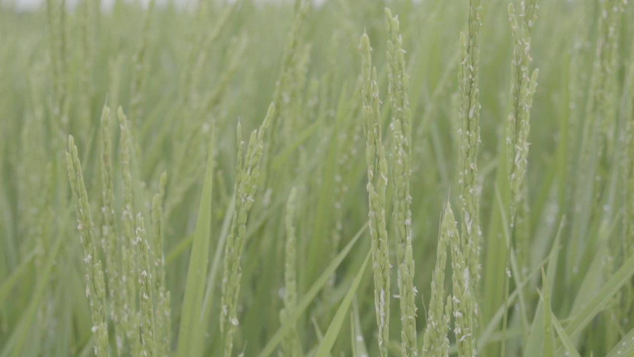 五常稻花香大米 32