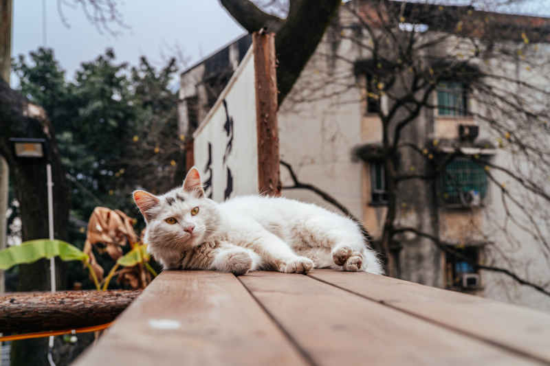 猫模特