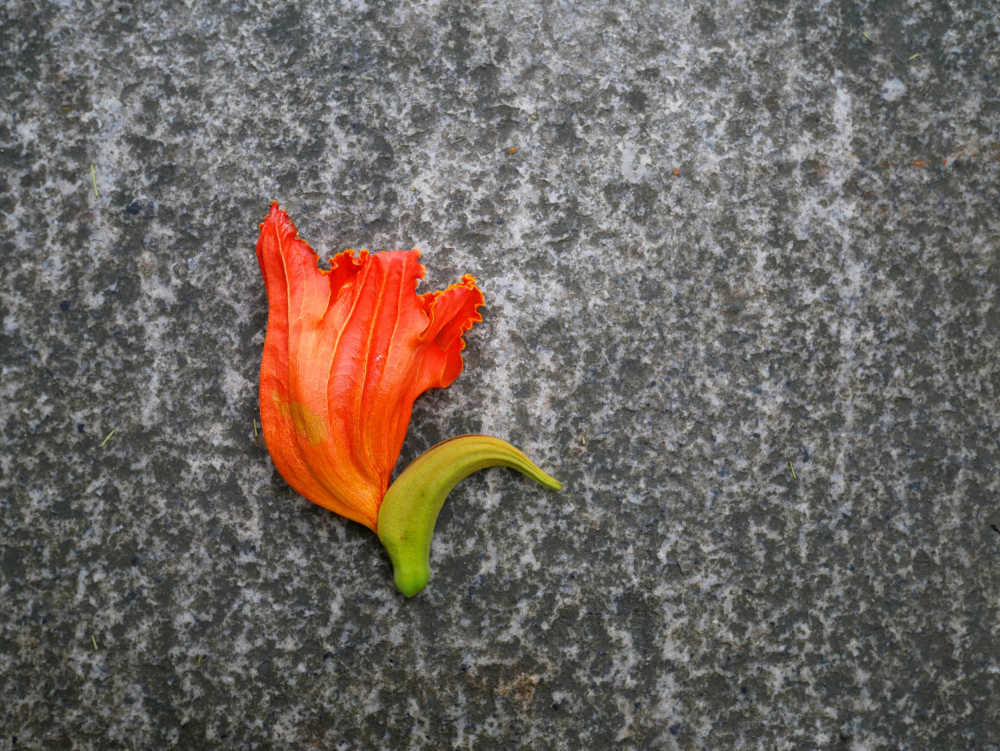 路上的火焰树落花