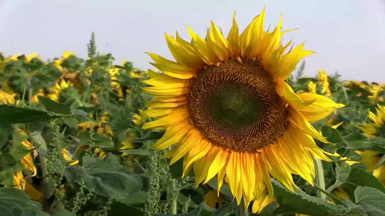 向日葵夏季向日葵的