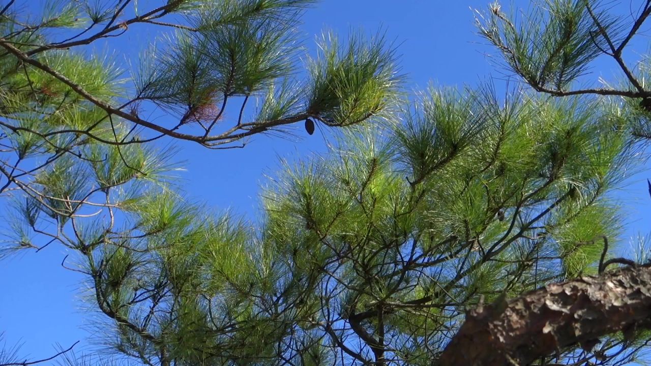 高山松树枝随风摇曳