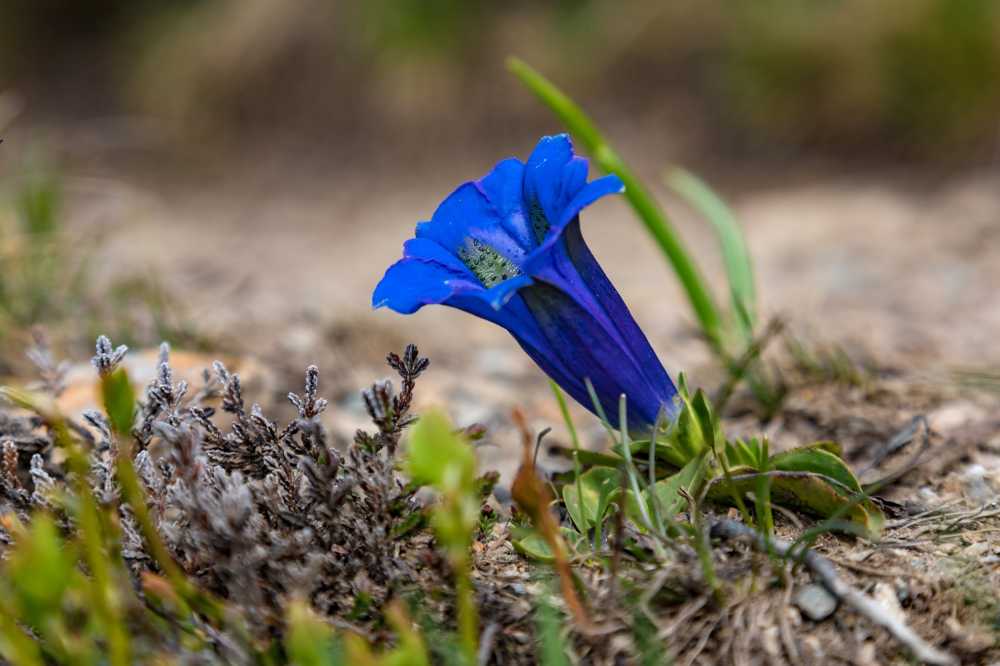 龙胆花蓝色高山花卉