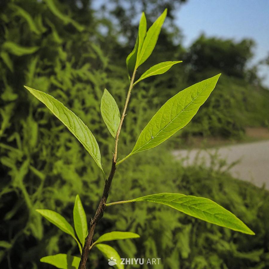 几片绿色的叶子生长在一棵植物或灌木上，植物位于田野