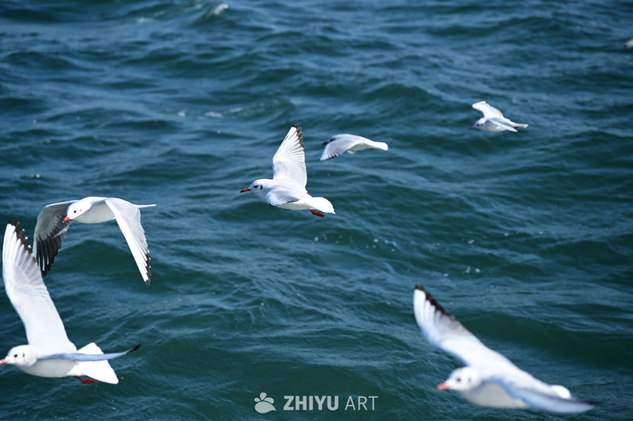 白色海鸥在蔚蓝大海自由飞翔 13