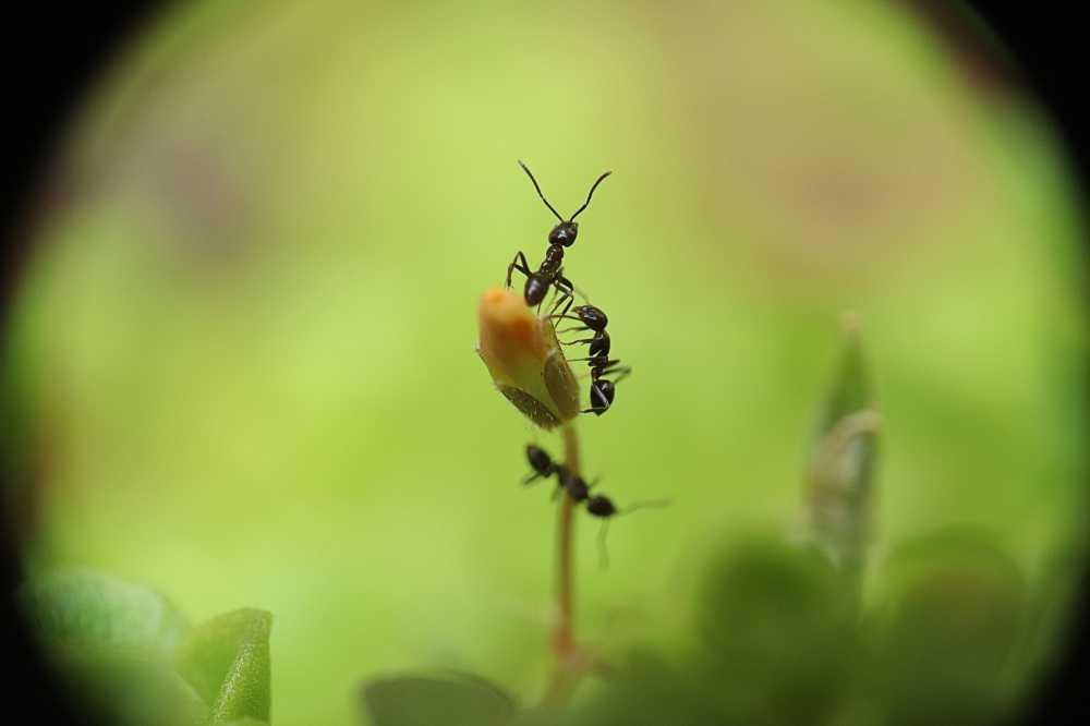 蚂蚁工人昆虫
