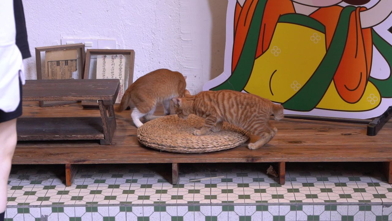 小猫