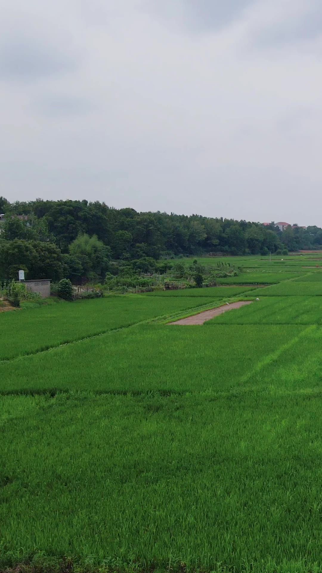  农业种植绿色水稻竖屏航拍