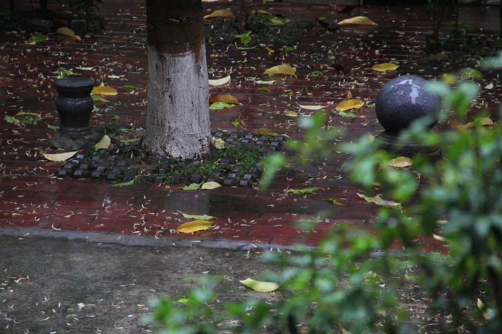 春雨中院子里的落叶和落花