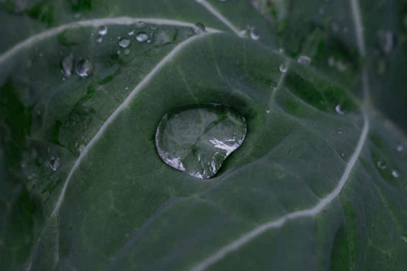 露珠与叶脉