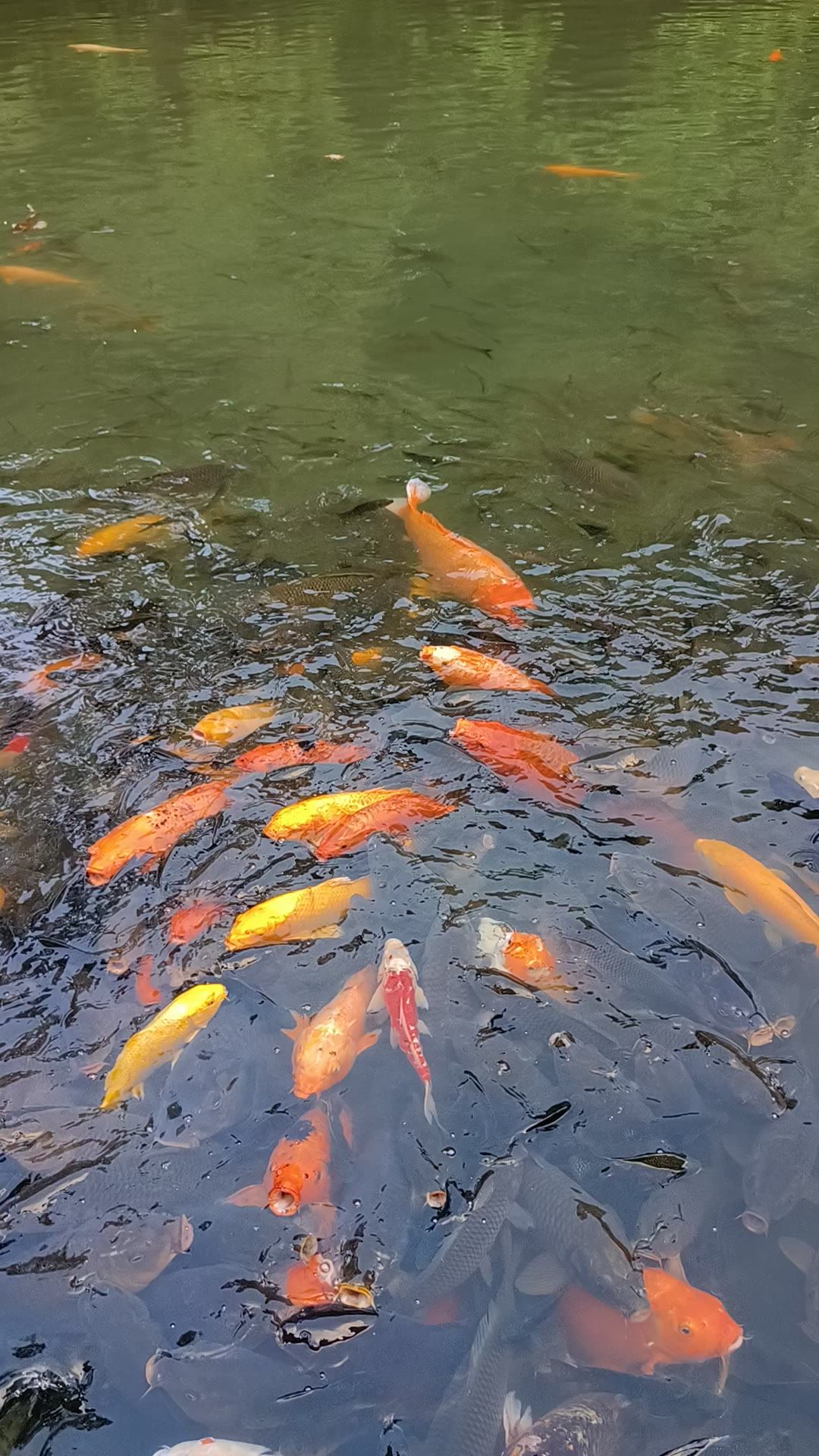 鱼