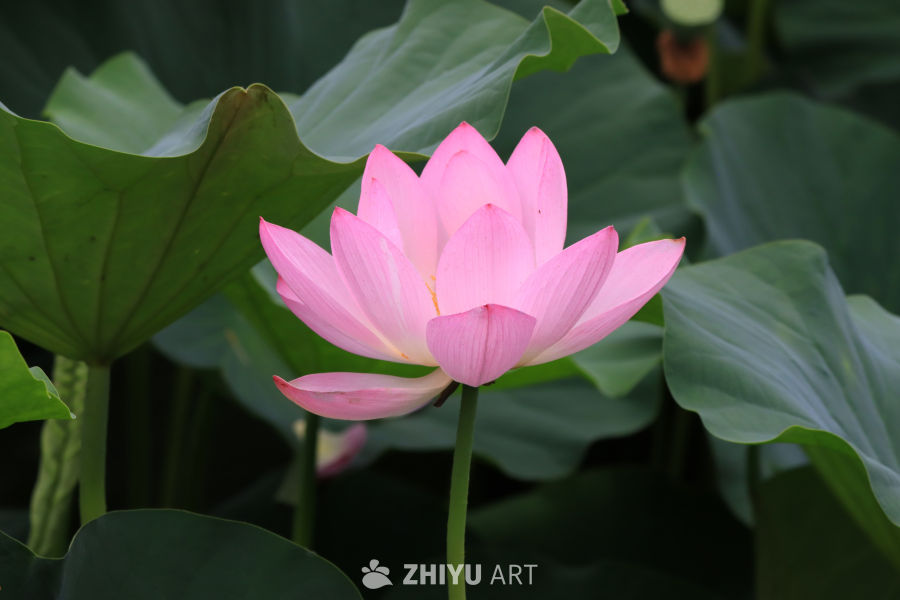 荷花 26
