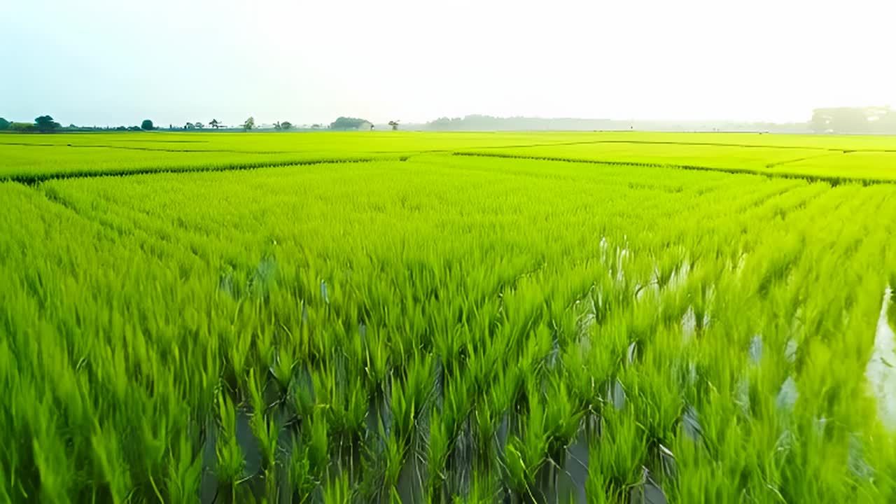 一片翠绿的稻田延绵不绝地铺展在眼前。被水淹没的水田
