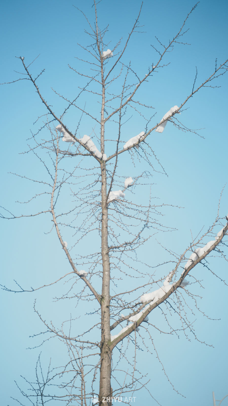 雪枝疏影映晴空