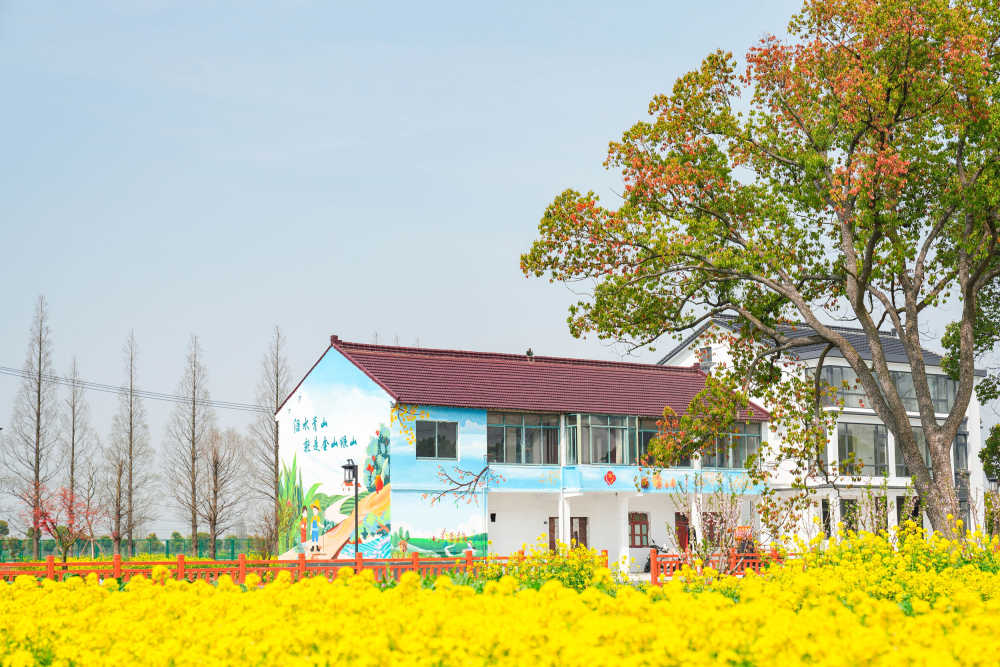 油菜花