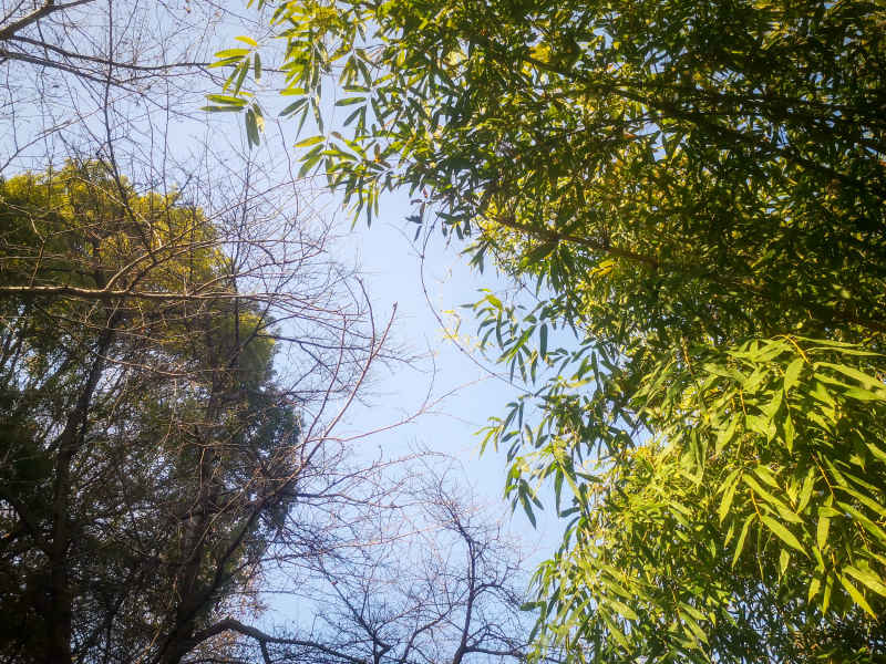 竹林竹叶植物摄影图 