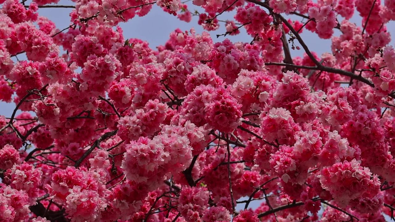 春暖花开樱花盛开 12