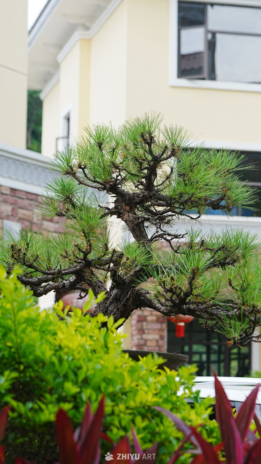 庭院中的松树盆景