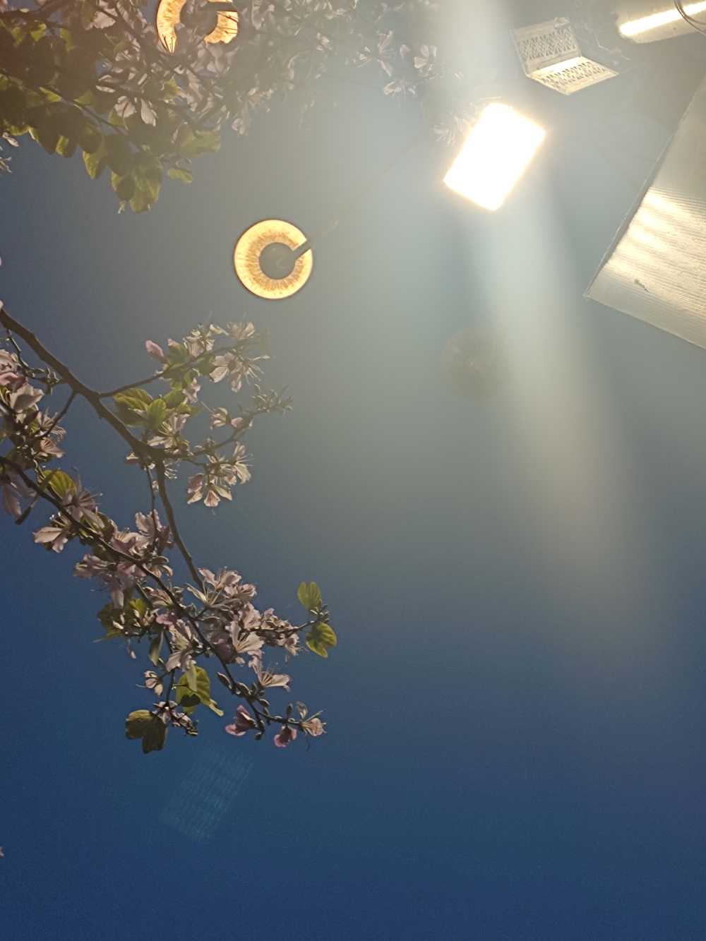 紫荆花