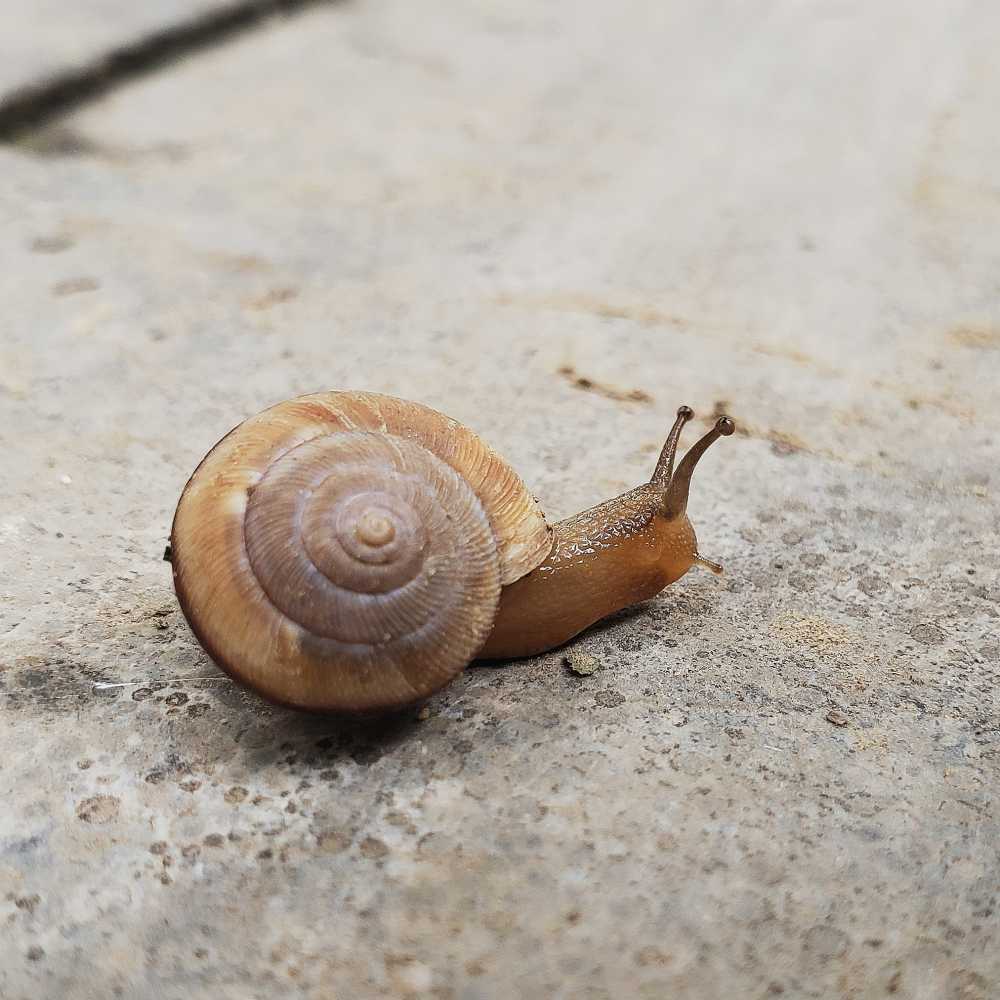 蜗牛