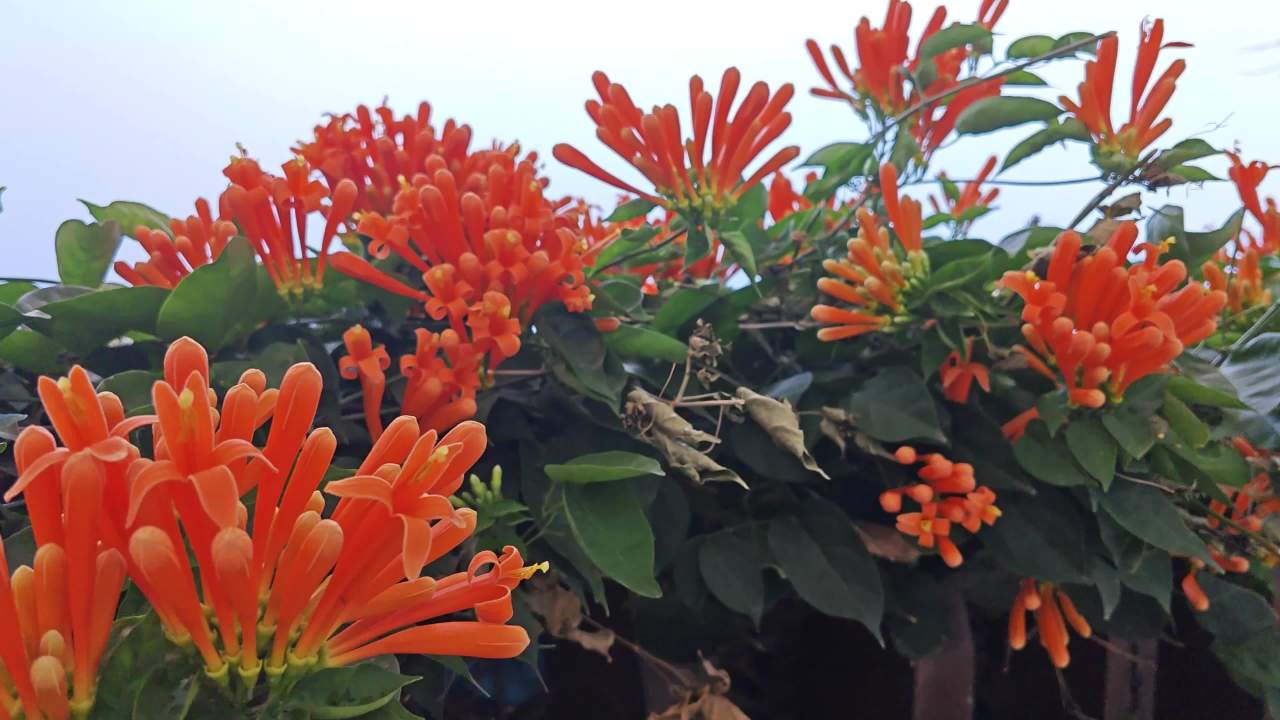 4K春天炮仗花盛开 7