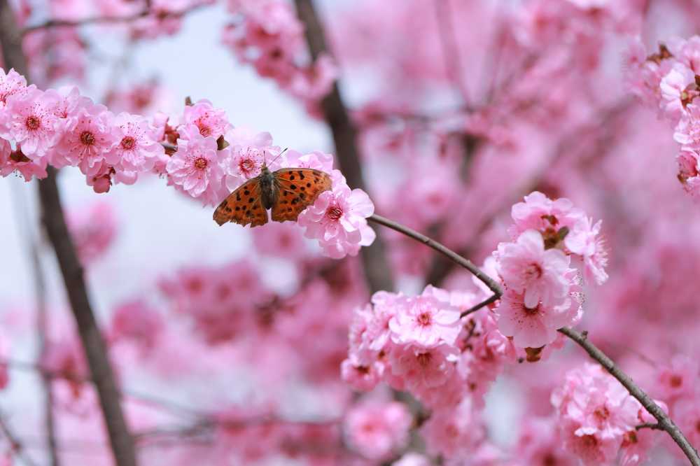 樱花蝴蝶