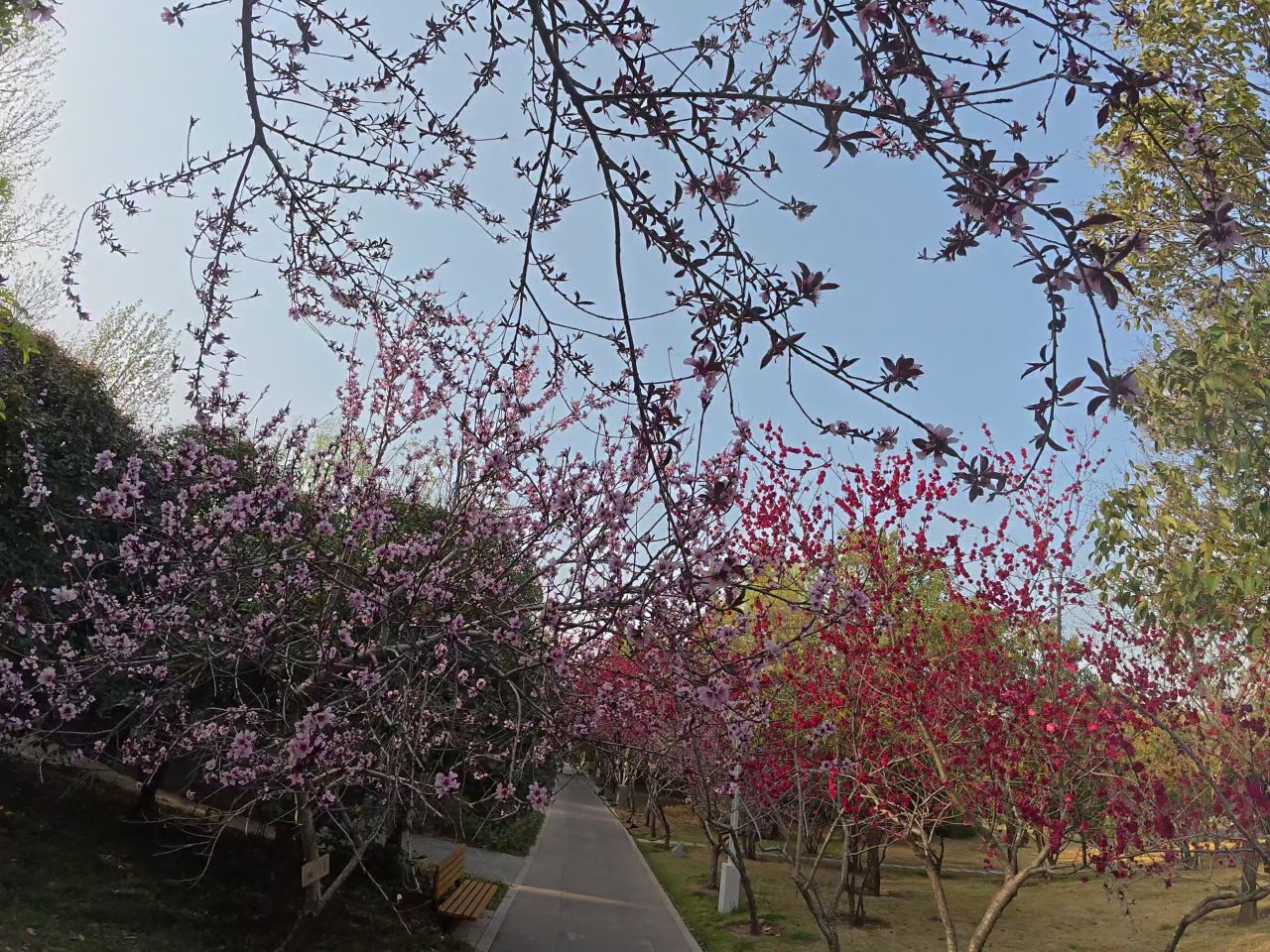 春天的樱花隧道