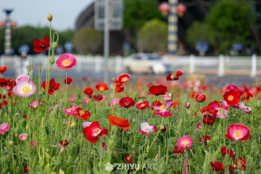 月季花 21
