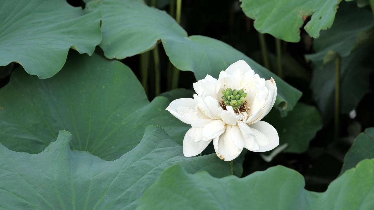 荷花 10