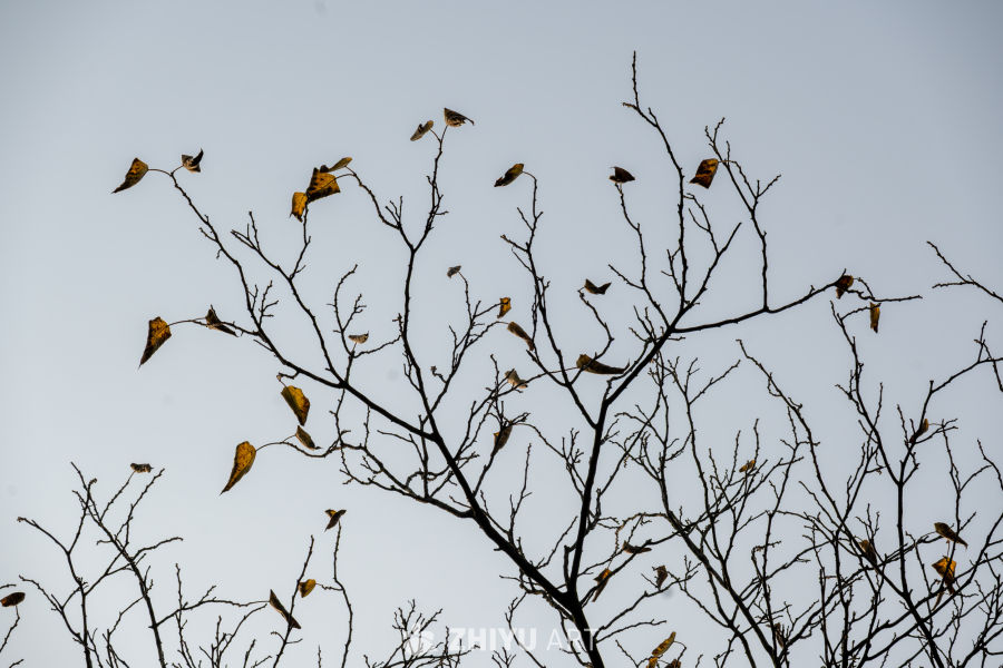 秋末，树与天的留白