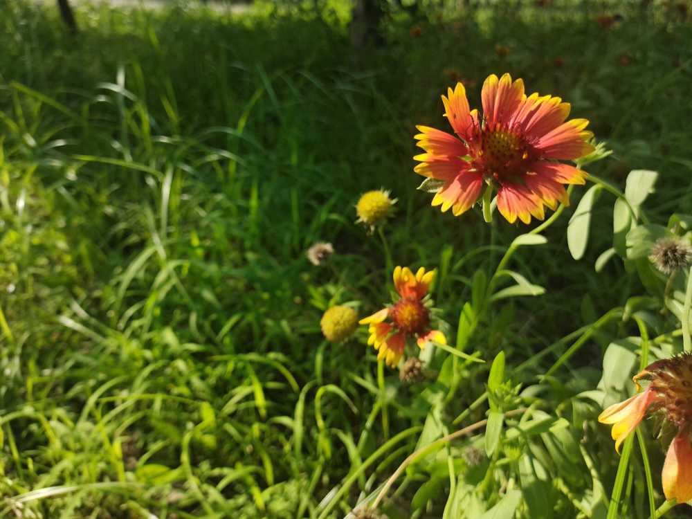 花风景自然