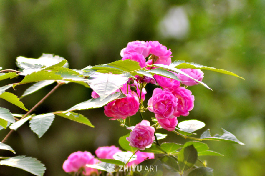 粉玫瑰绽放的春日美景