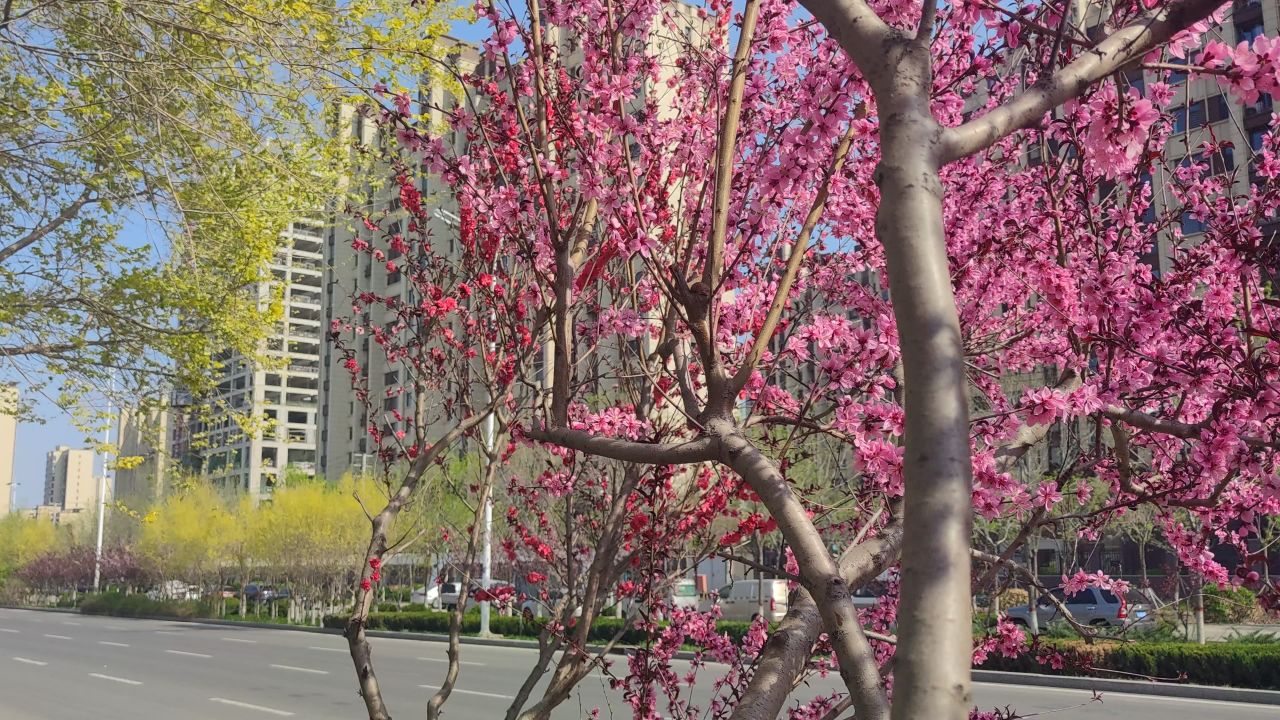 春天 花已开 38