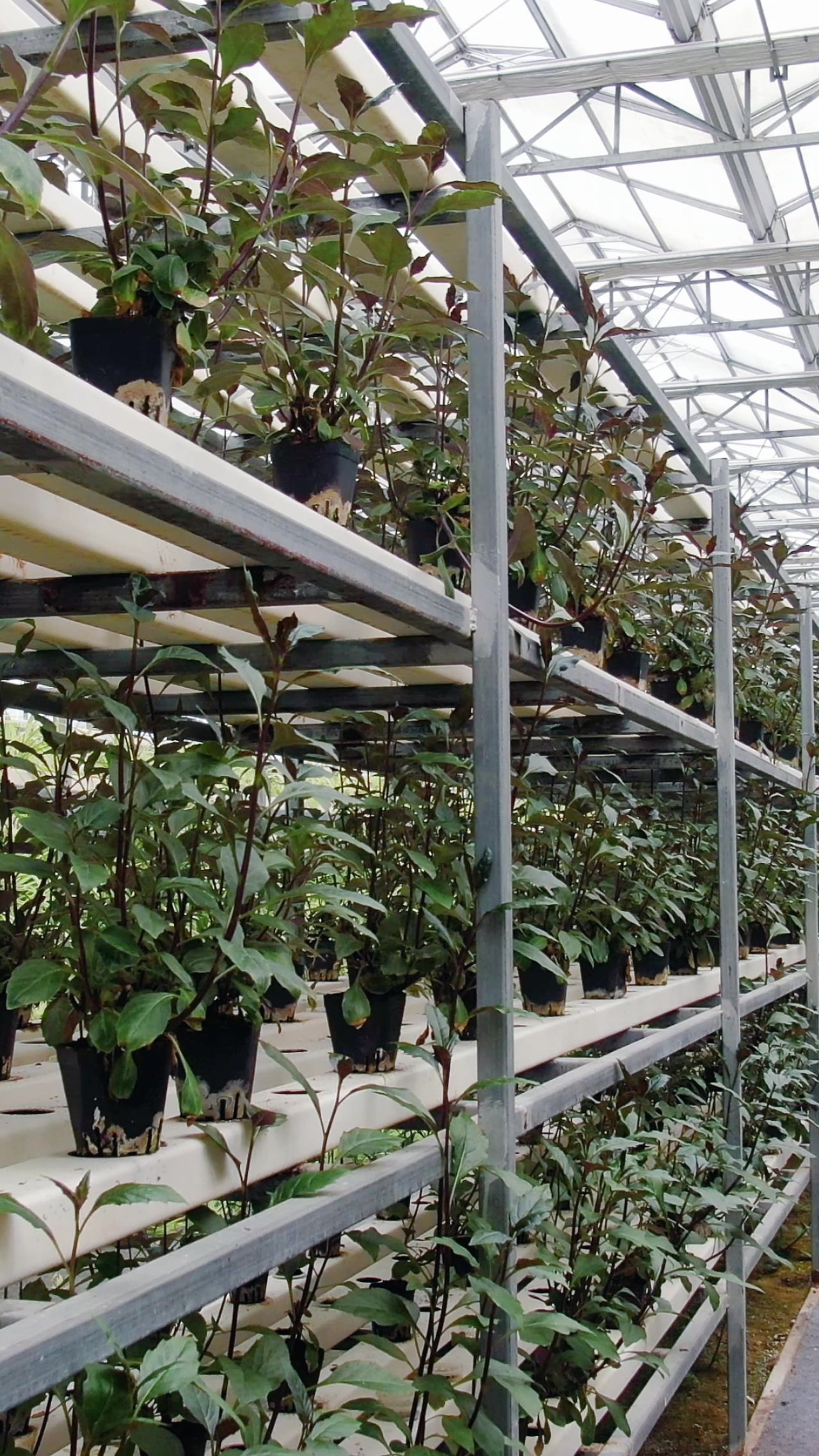大棚农业种植蔬菜基地