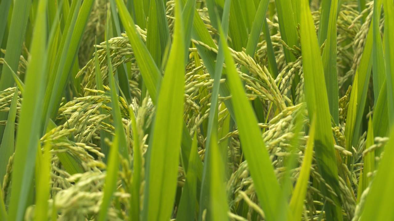 水稻粮食庄稼五常大米 30
