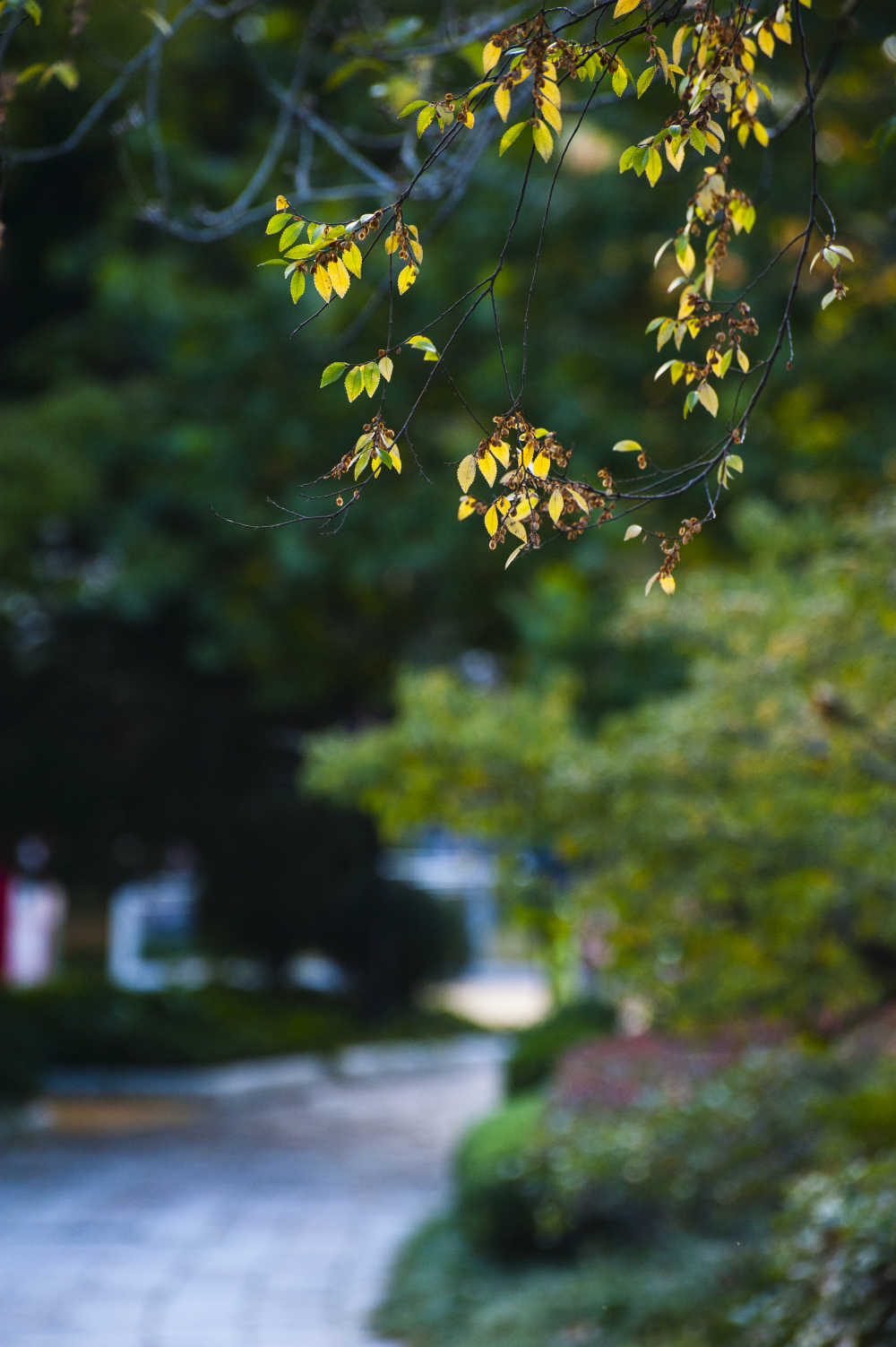 中山公园的秋天