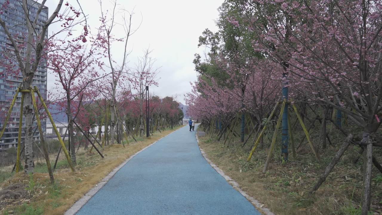 樱花下的漫步