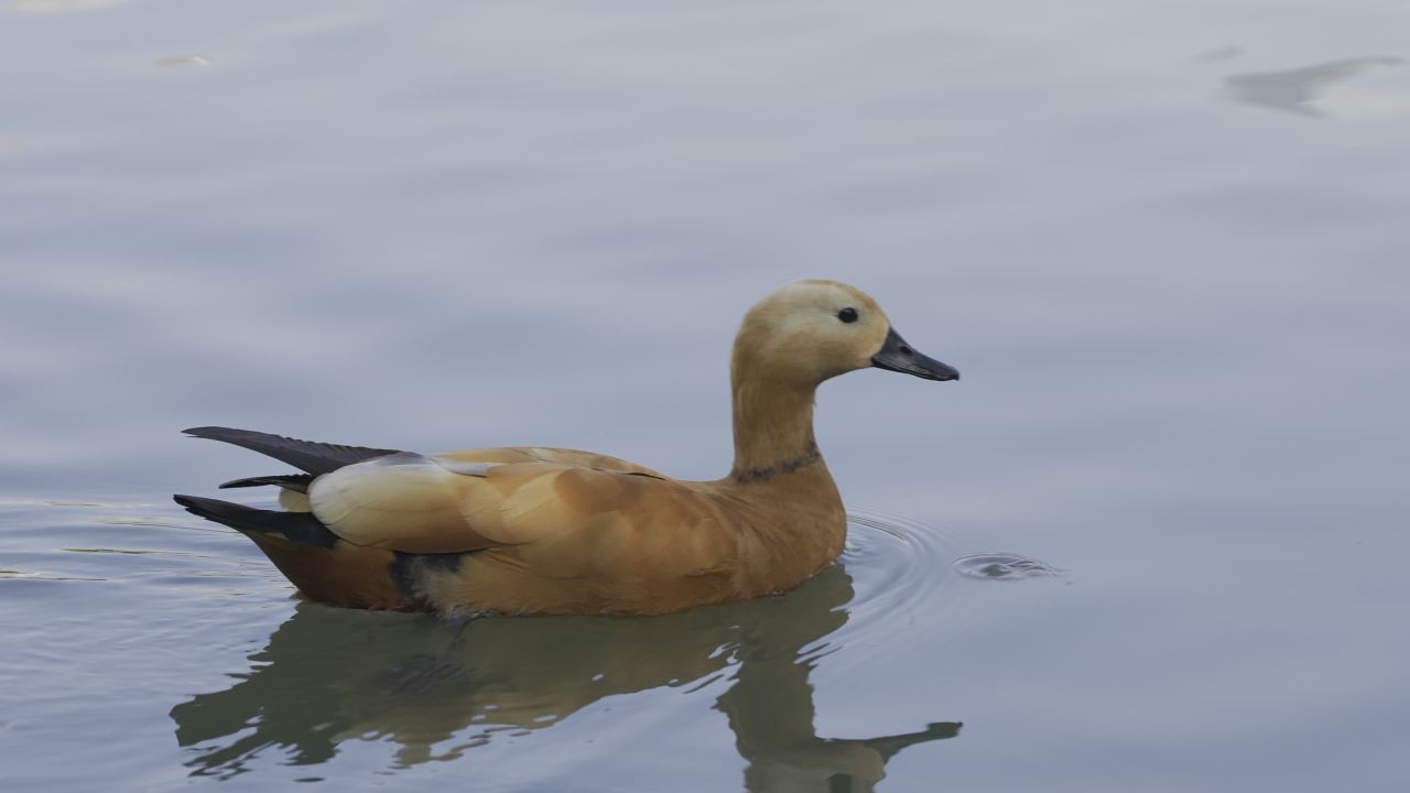 杨府山公园观鸟 21