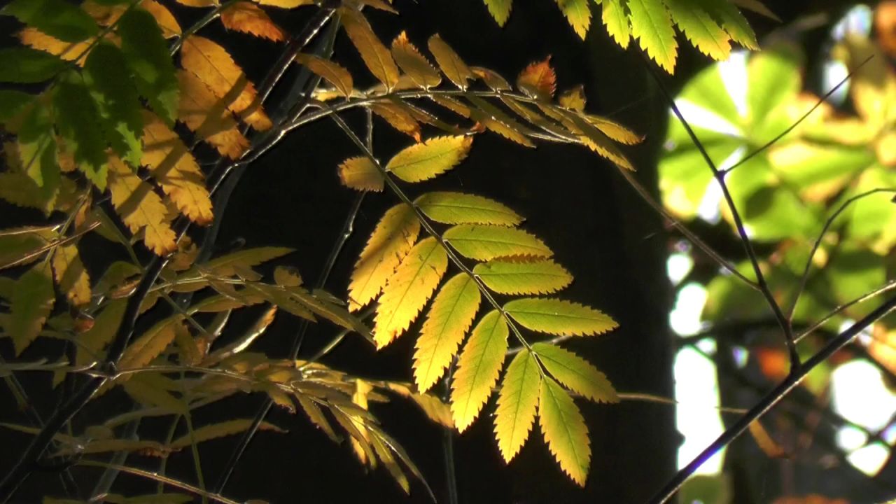 秋叶枝杈树森林